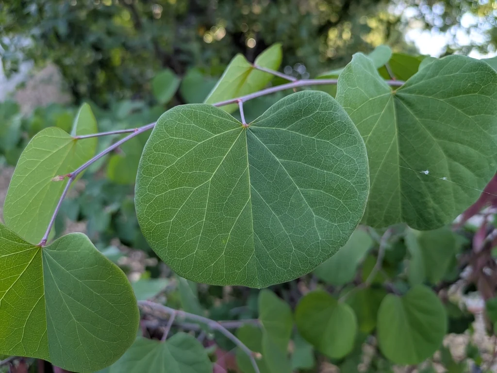 Cercis Occidentalis