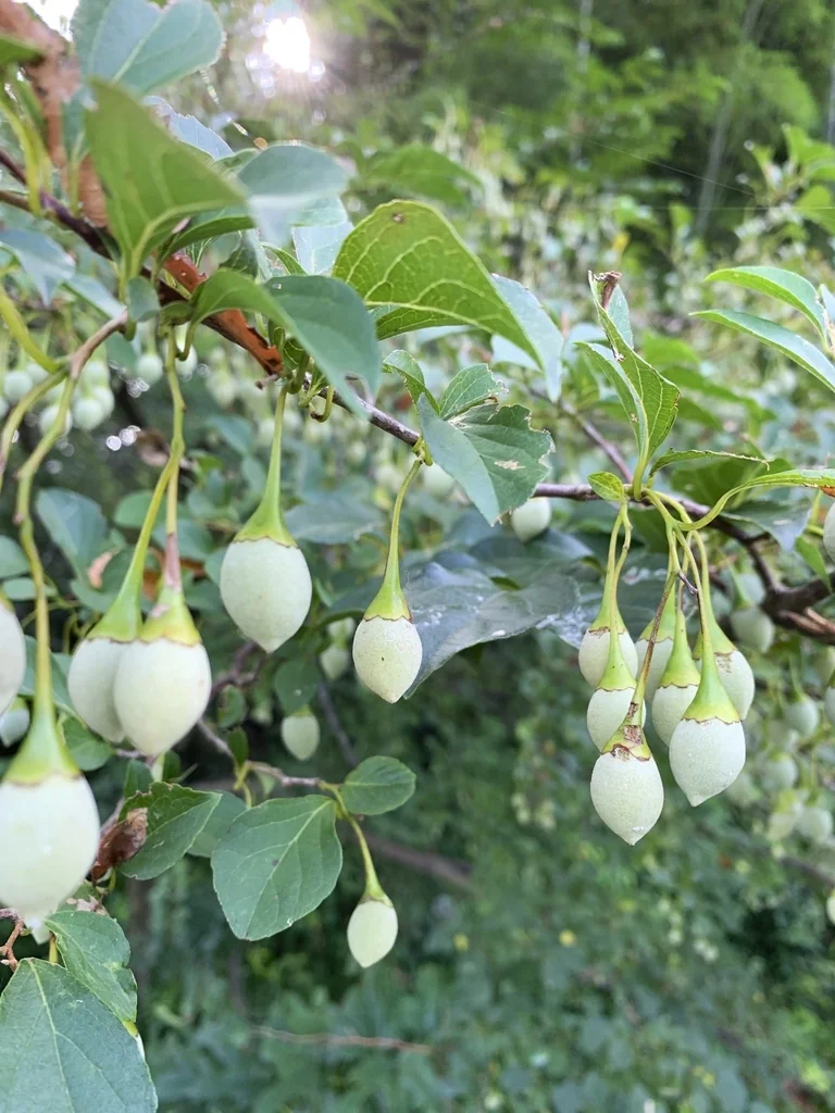 Styrax Japonicus