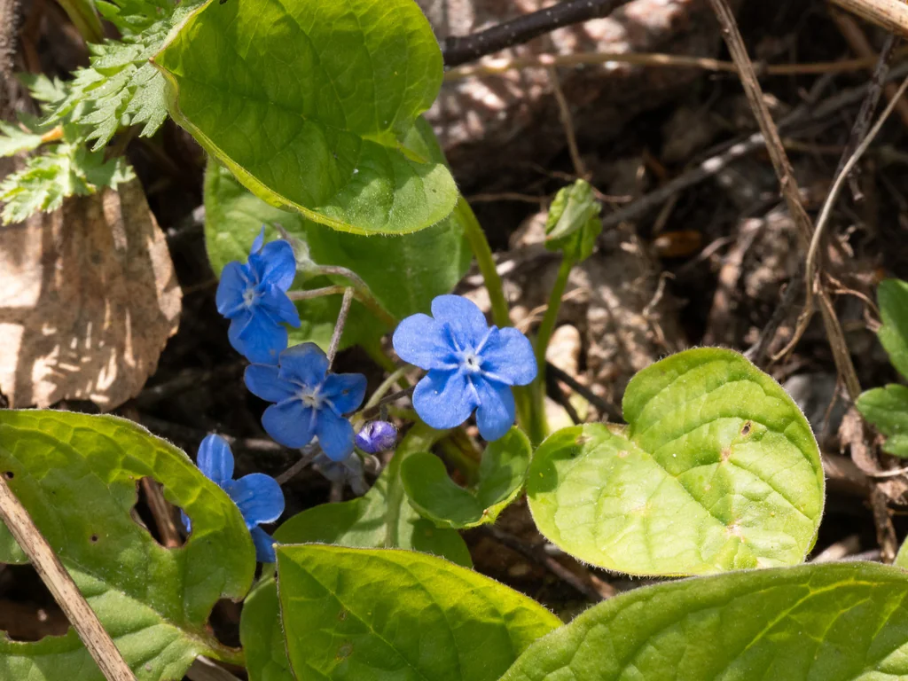 Omphalodes Verna