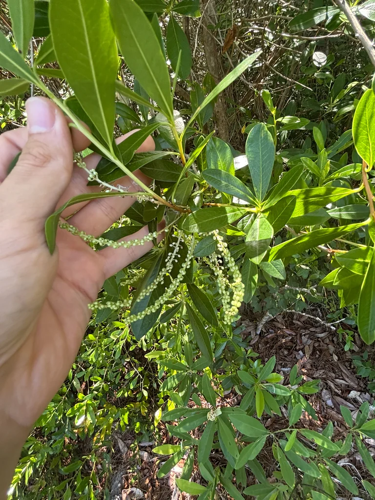 Cyrilla Racemiflora