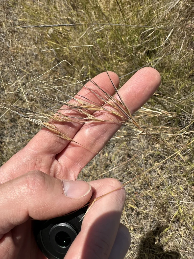 Nassella Pulchra