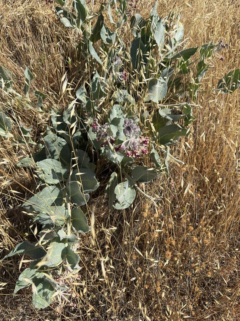 Asclepias Californica