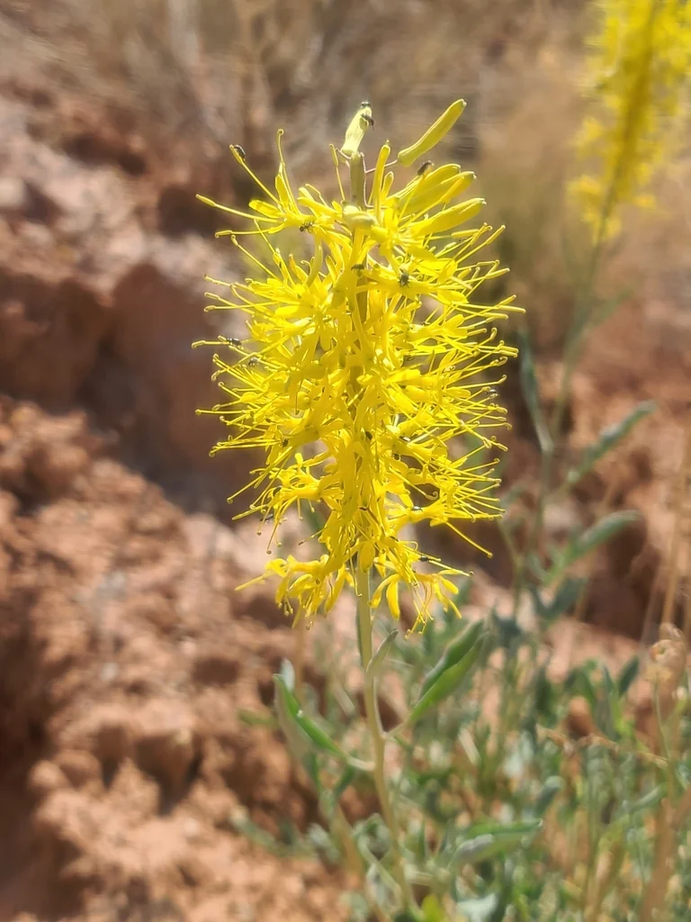 Stanleya Pinnata