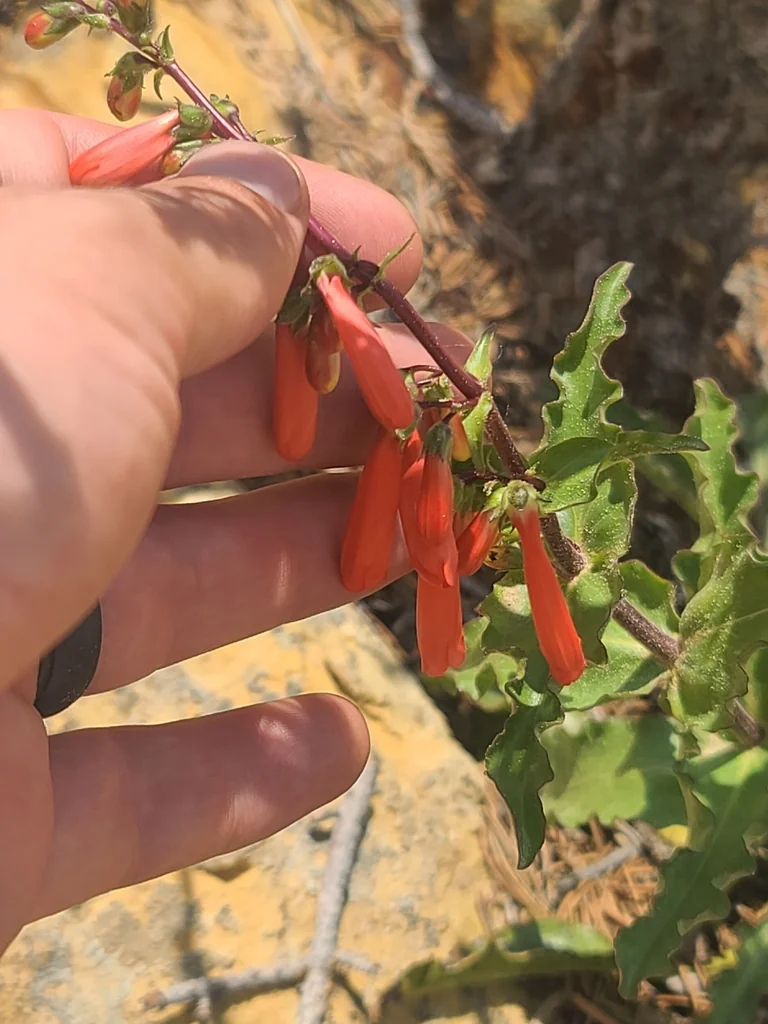 Penstemon Eatonii