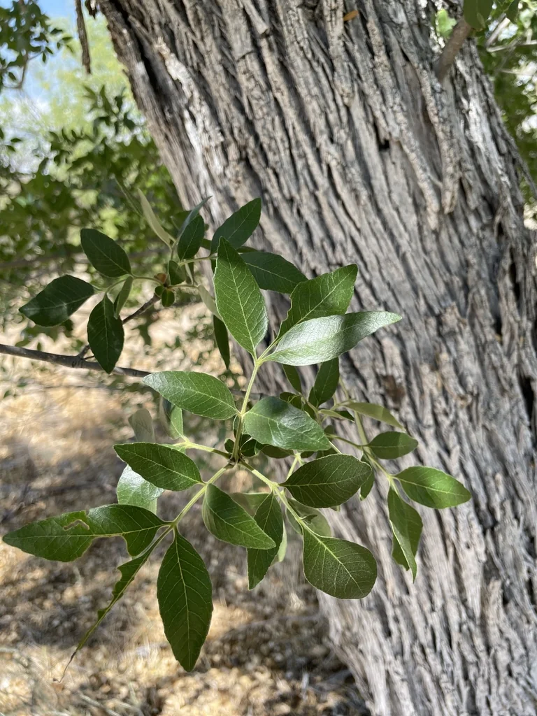 Fraxinus Velutina