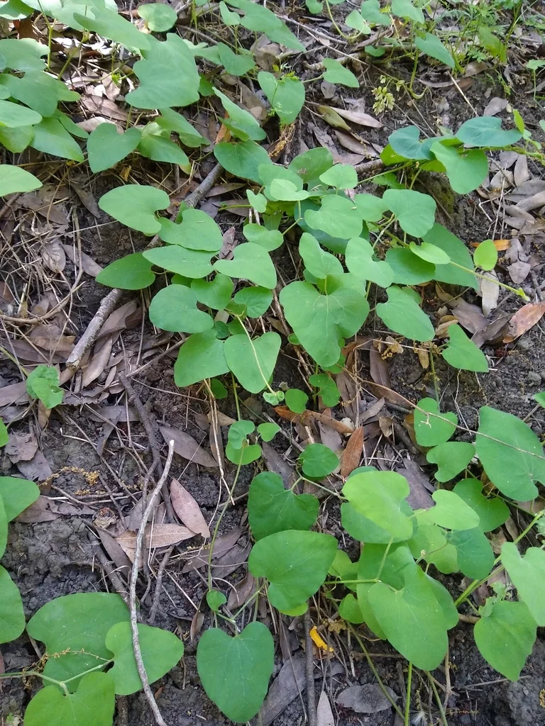 Aristolochia Californica