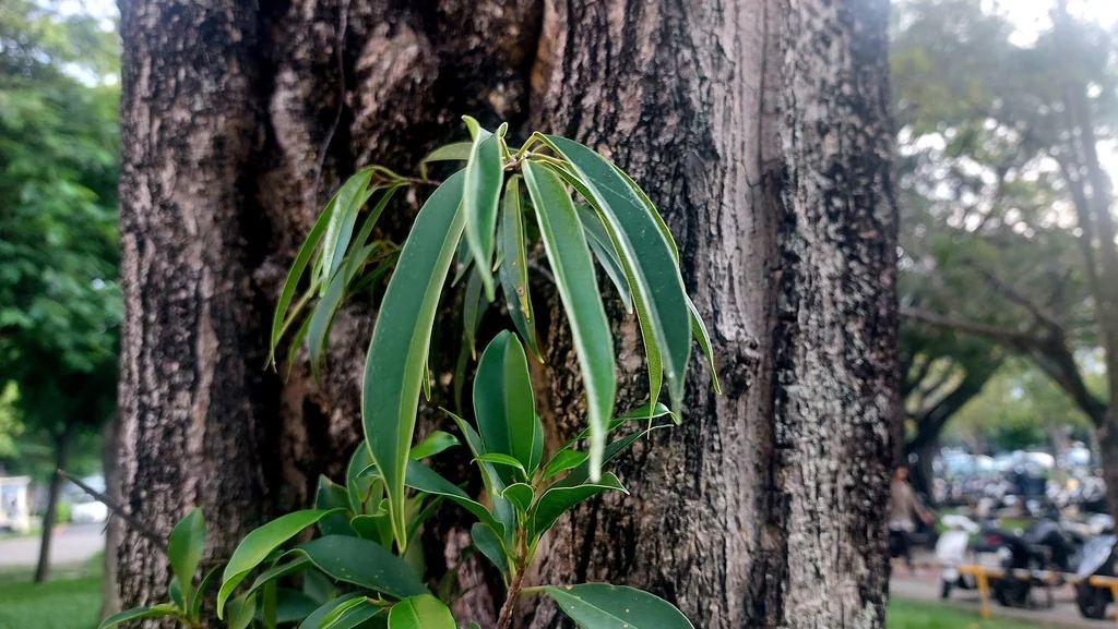 Ficus Maclellandii