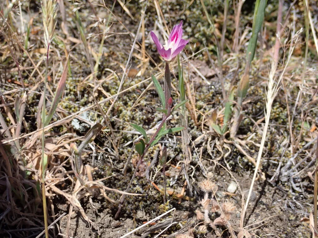 Clarkia Amoena