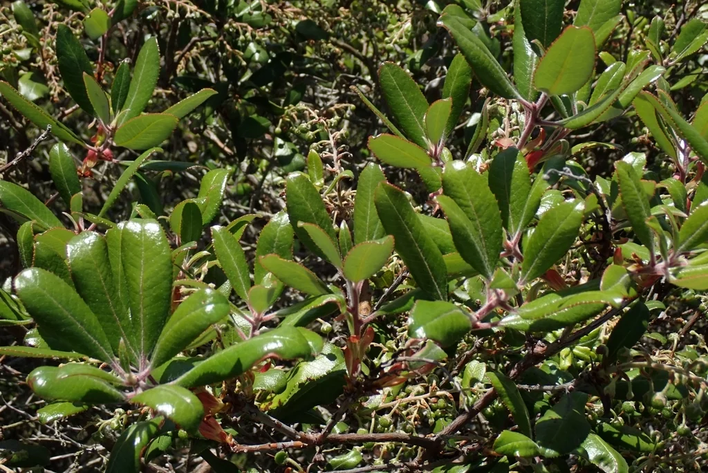 Comarostaphylis Diversifolia