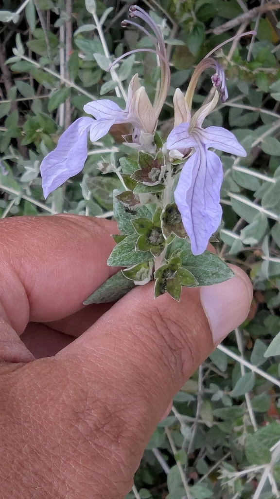 Teucrium Fruticans