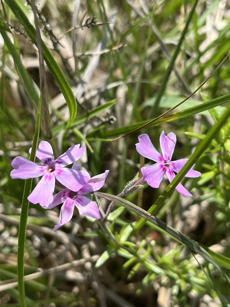 Phlox Subulata