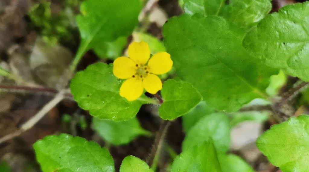 Chrysogonum Virginianum