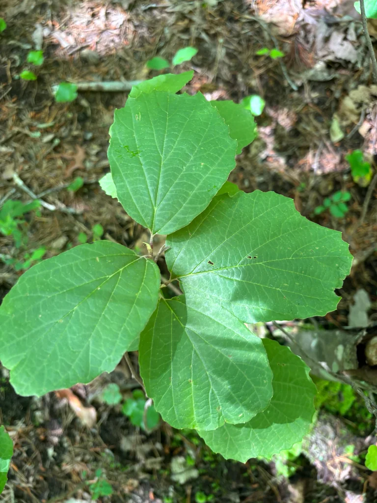 Fothergilla Major