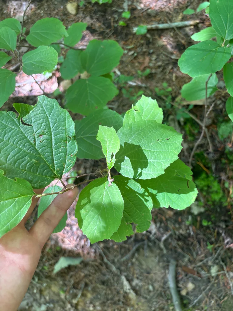 Fothergilla Major