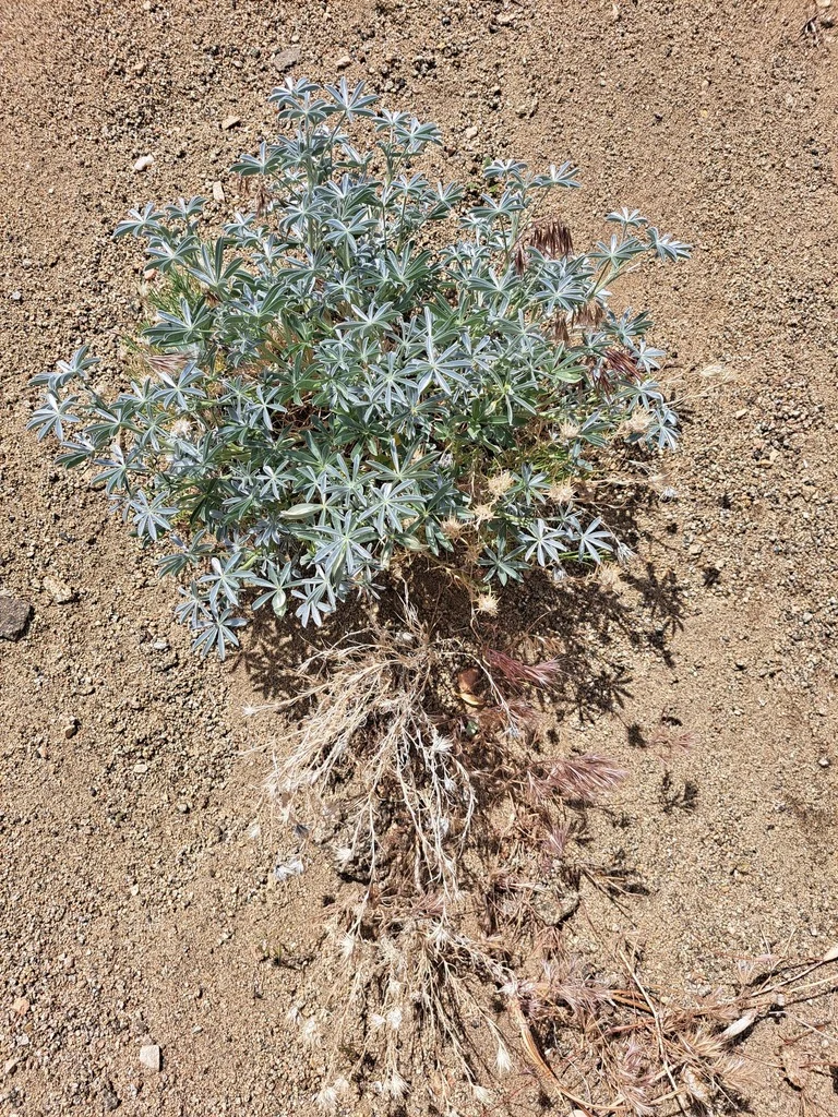 Lupinus Excubitus