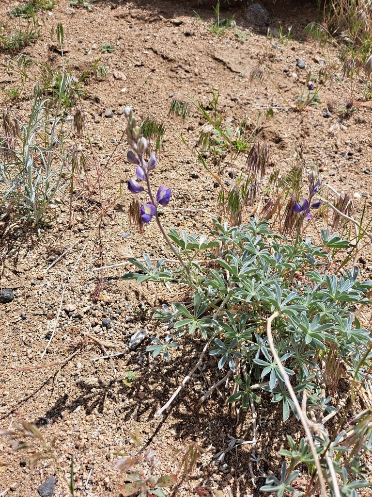Lupinus Excubitus