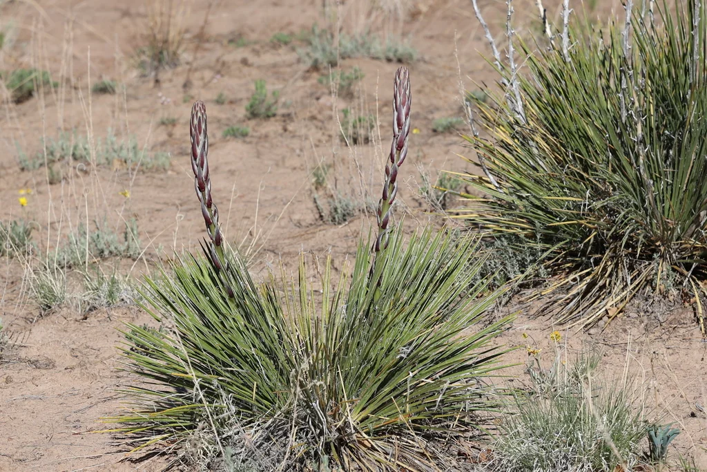 Yucca Baileyi
