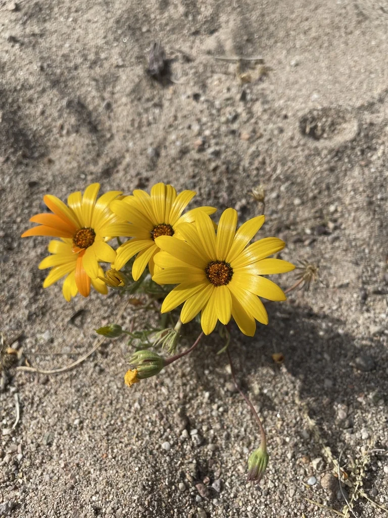 Dimorphotheca Aurantiaca