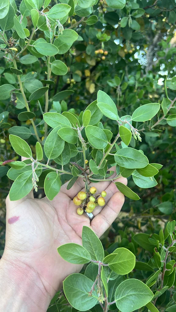 Arctostaphylos Manzanita