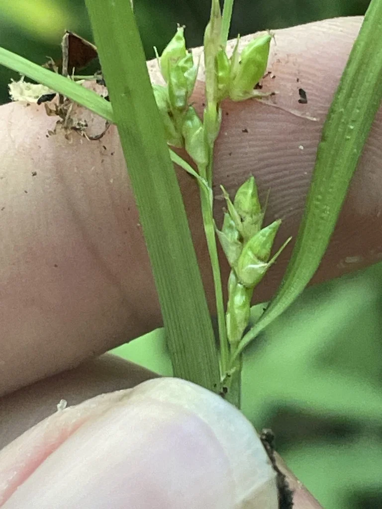 Carex Amphibola