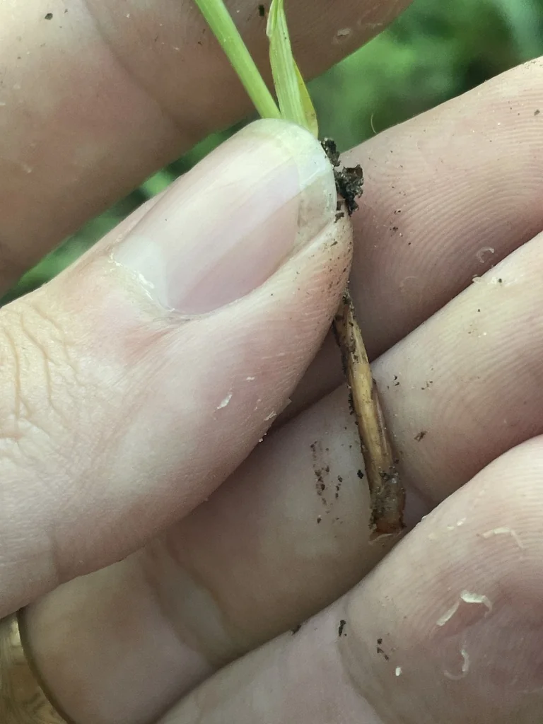 Carex Amphibola