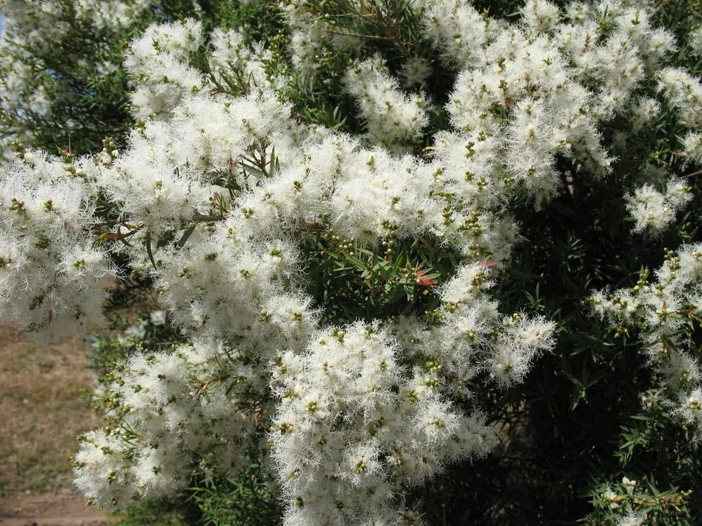 Melaleuca Linariifolia