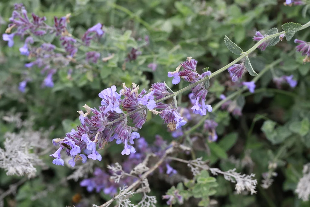 Nepeta faassenii