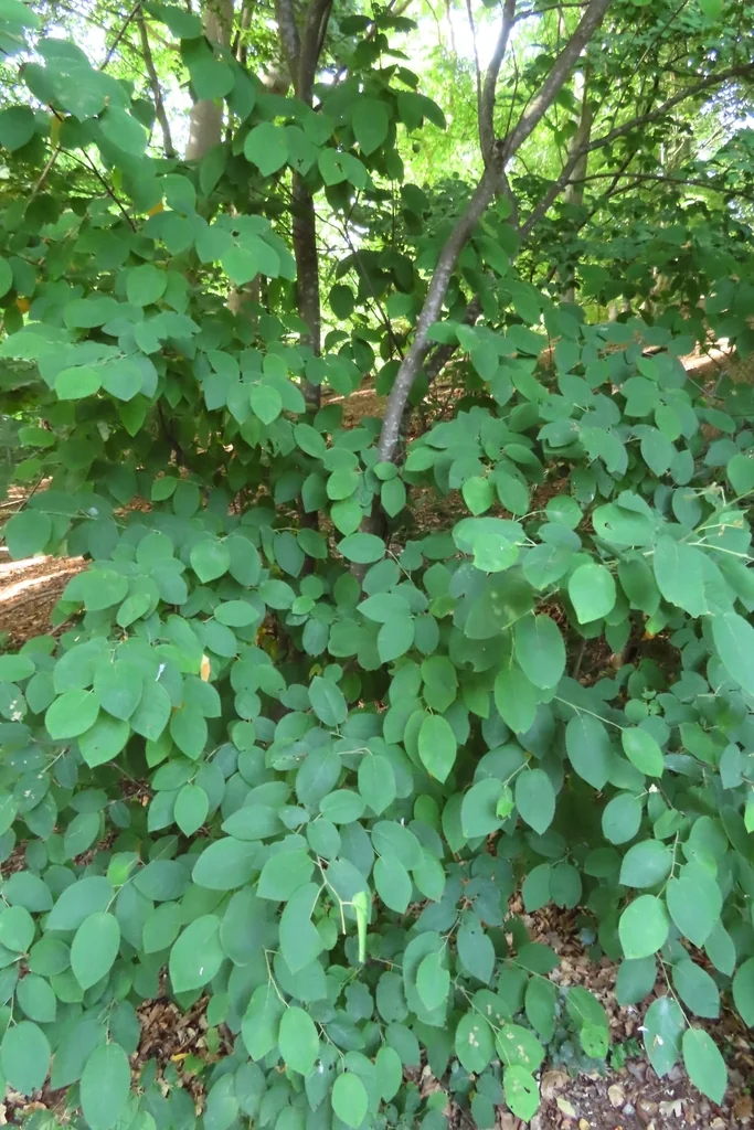 Amelanchier Lamarckii