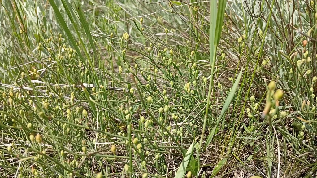 Ephedra Distachya