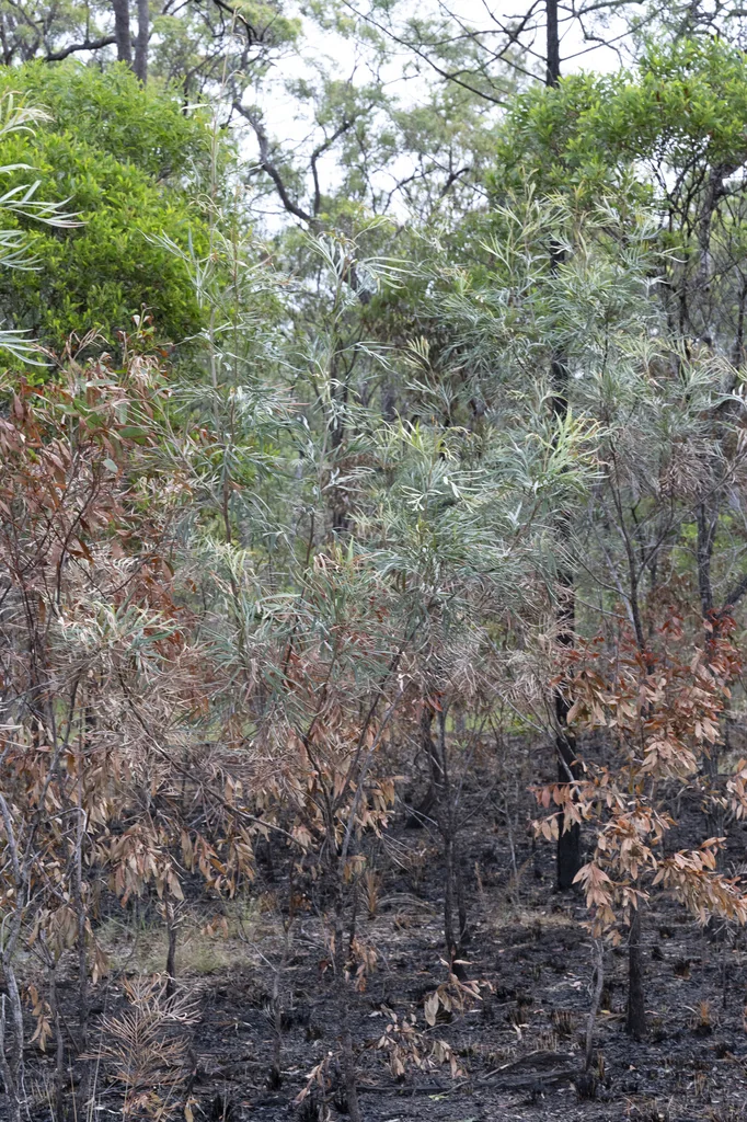 Grevillea Banksii