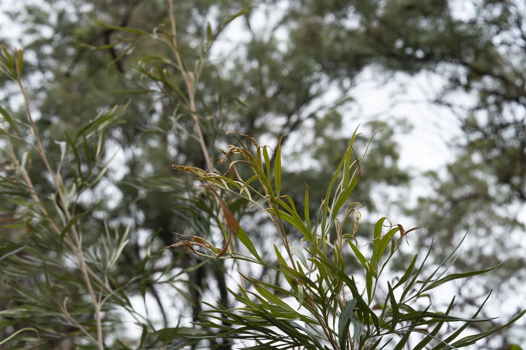 Grevillea Banksii