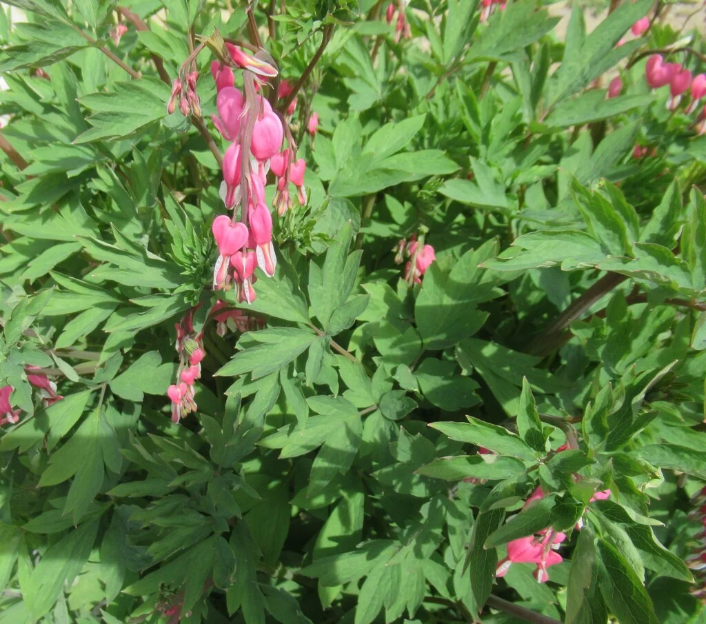 Dicentra spectabilis