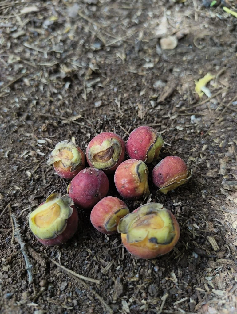 Ficus benghalensis