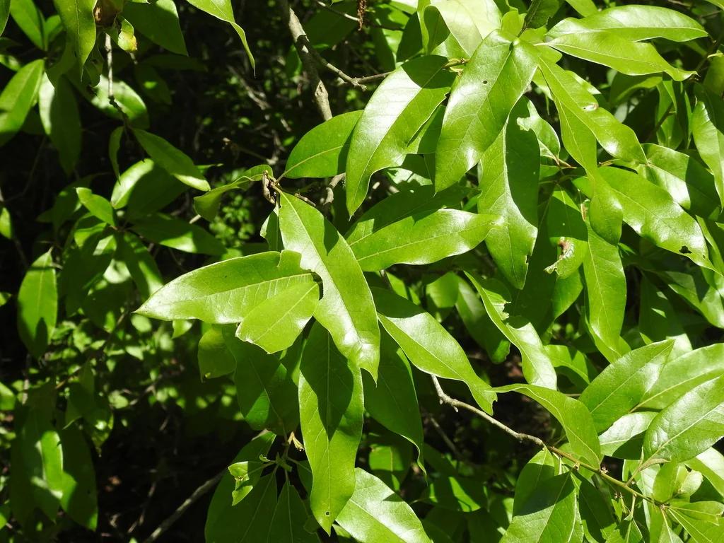 Quercus Imbricaria