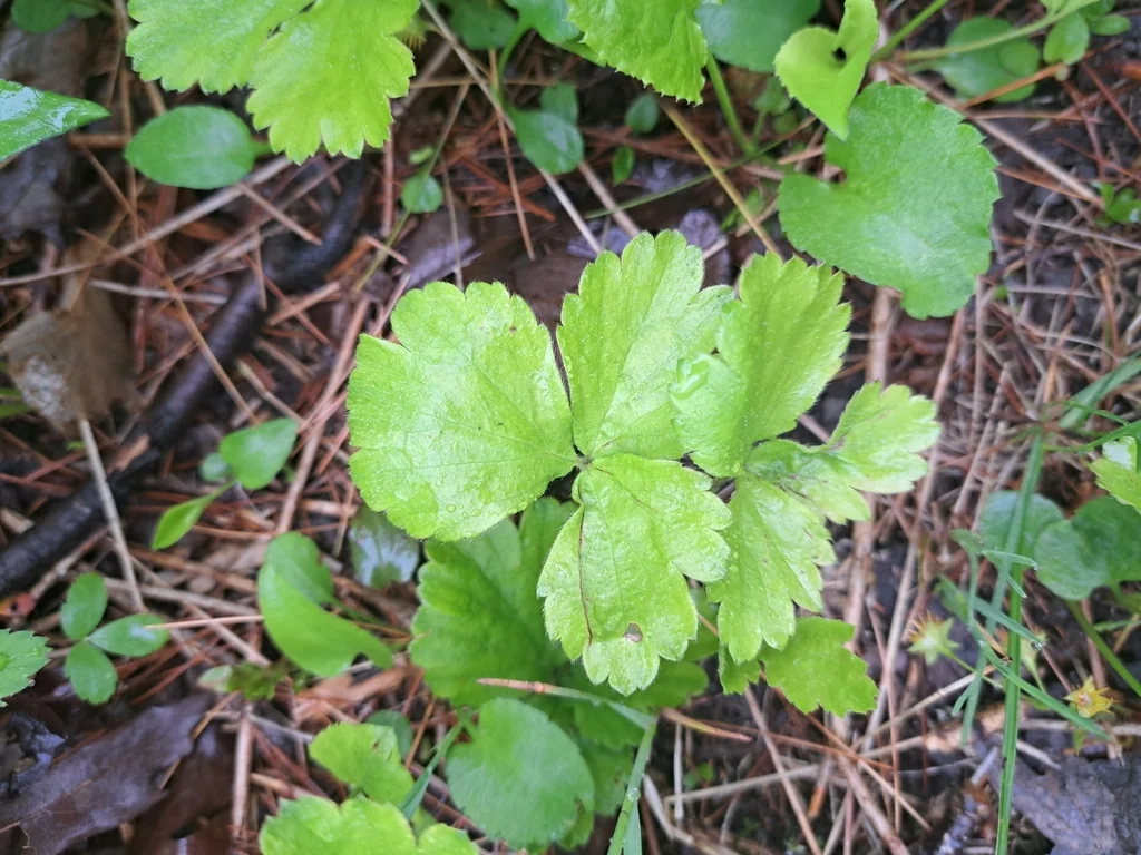 Waldsteinia Fragarioides