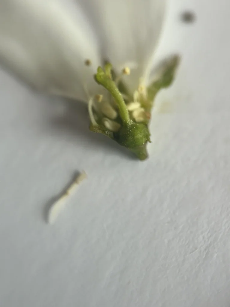 Amelanchier Laevis