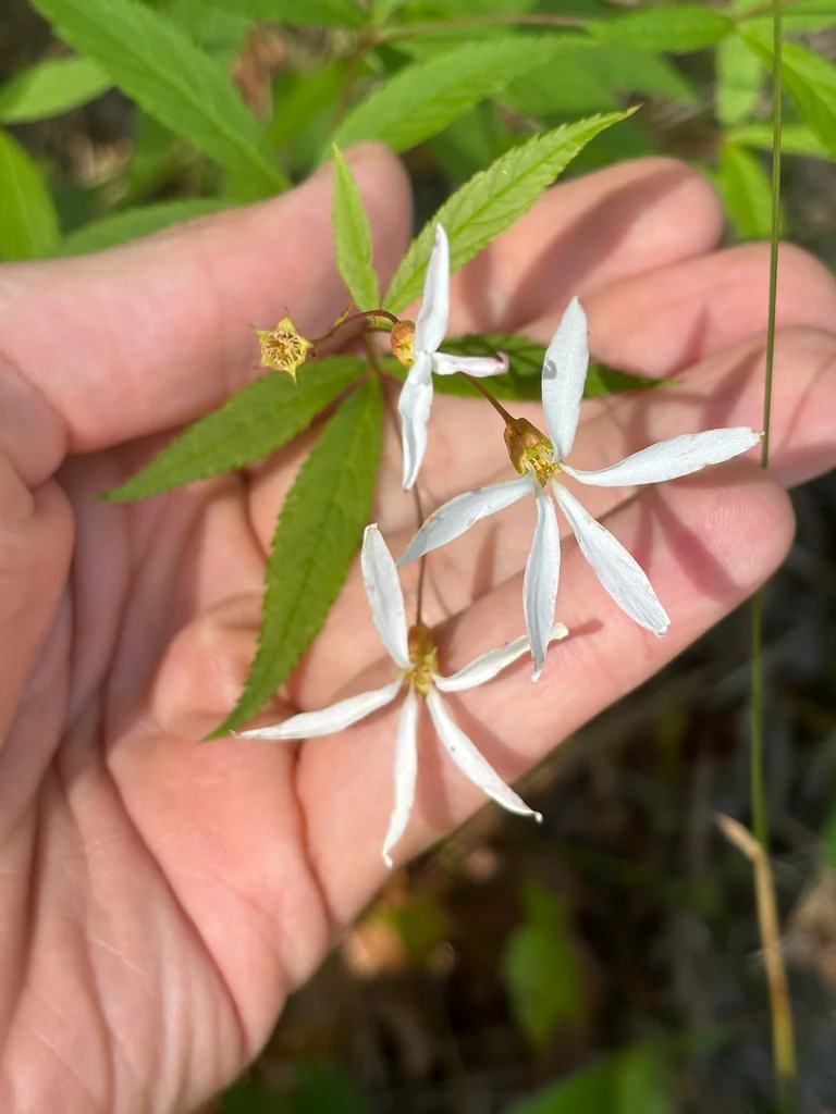 Porteranthus Trifoliatus