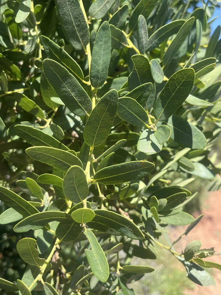Quercus Engelmannii