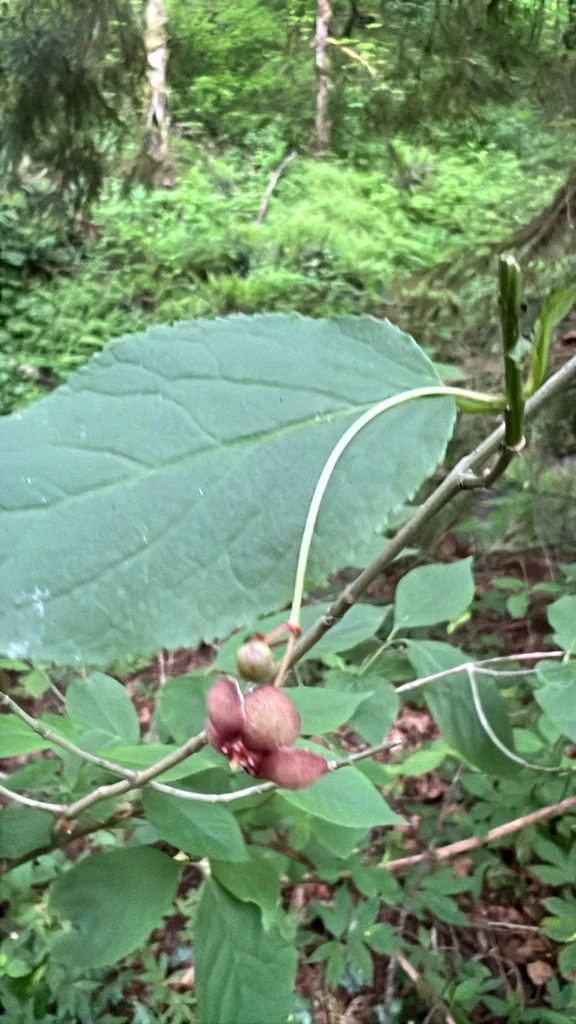 Euonymus Occidentalis