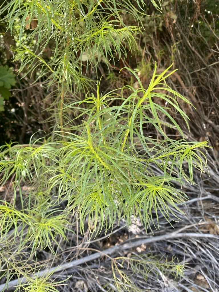 Ericameria Arborescens