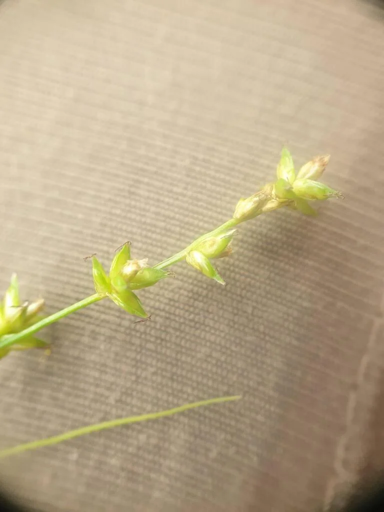 Carex Radiata