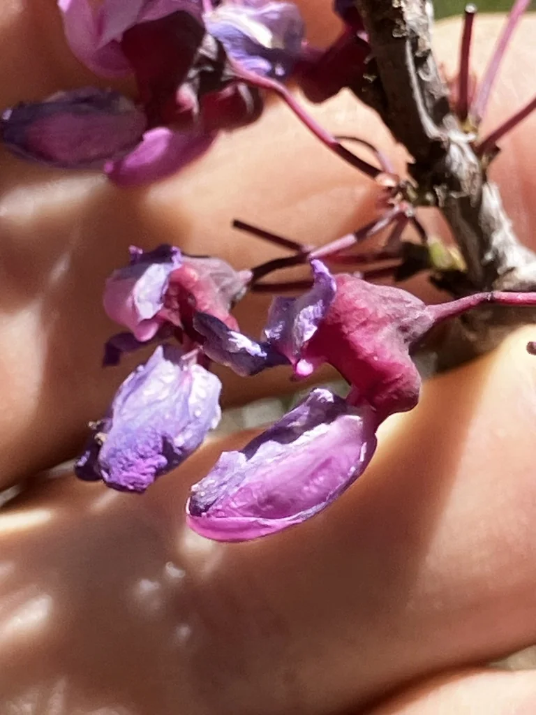 Cercis Occidentalis