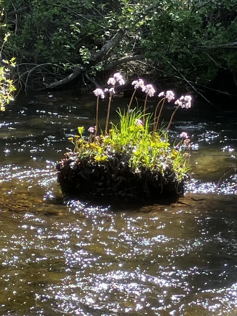 Darmera Peltata