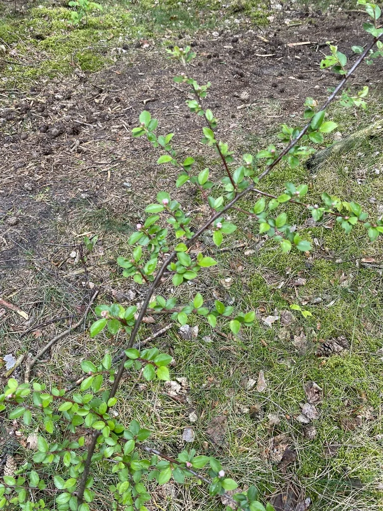 Cotoneaster Divaricatus