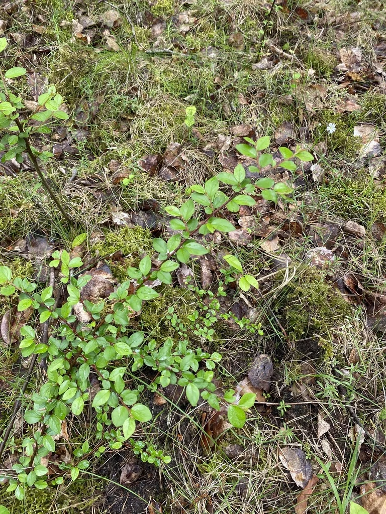 Cotoneaster Divaricatus