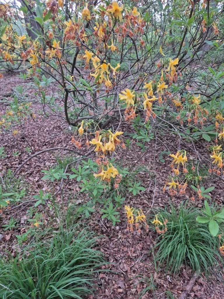 Rhododendron Luteum