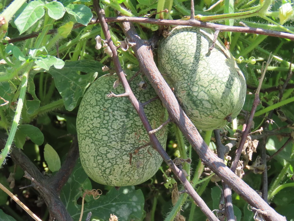 Citrullus Lanatus