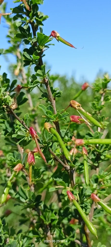 Caragana frutex