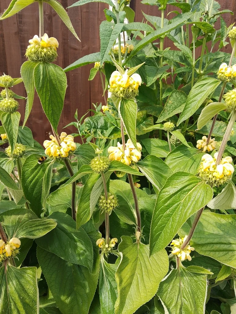 Phlomis russeliana