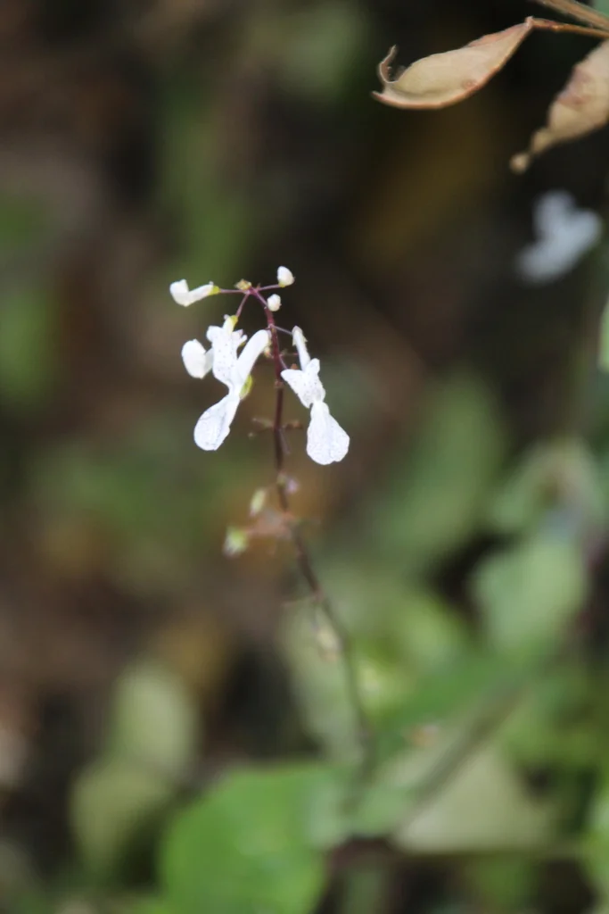 Plectranthus Verticillatus